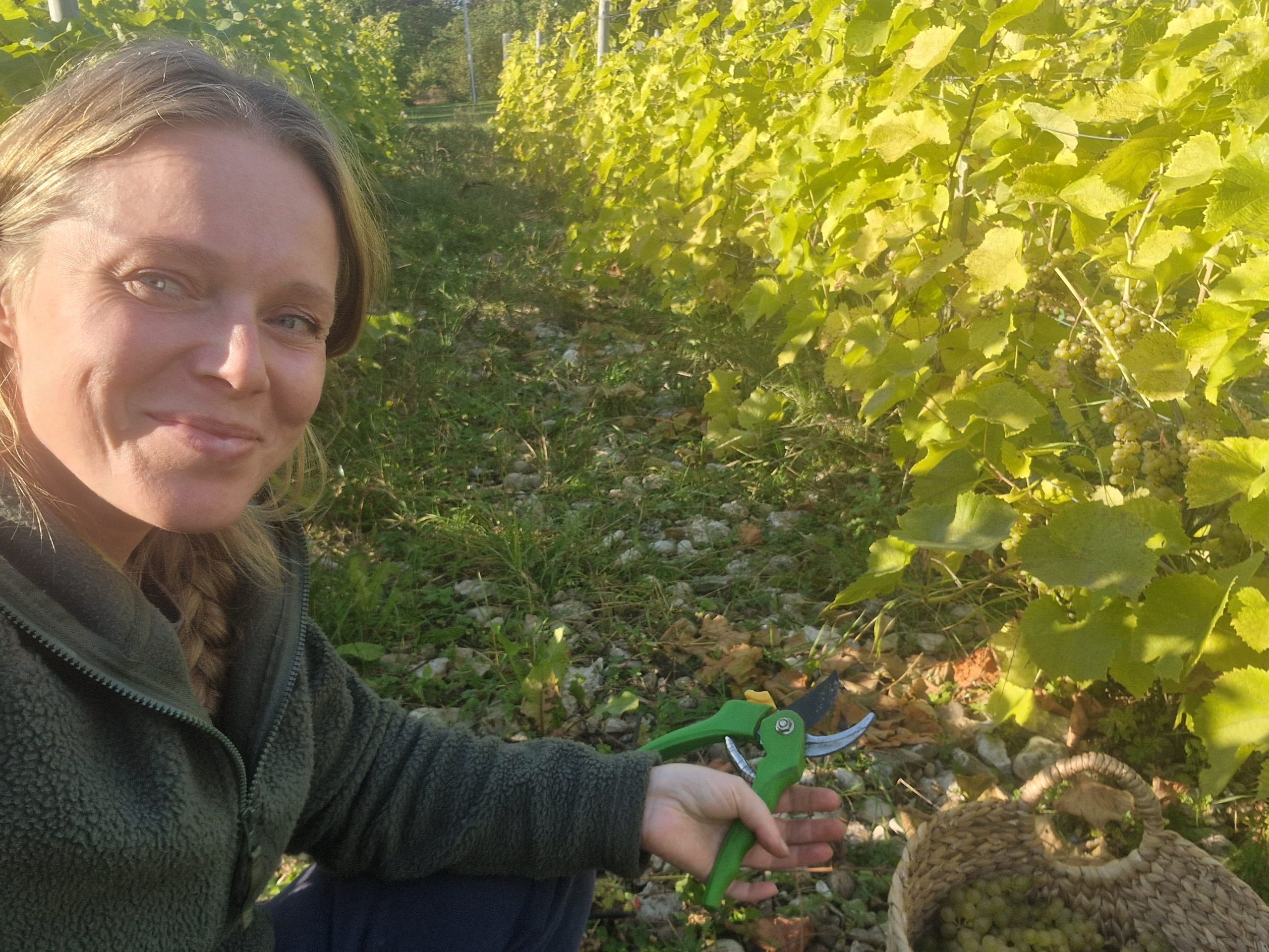 Nygranne på Gotland