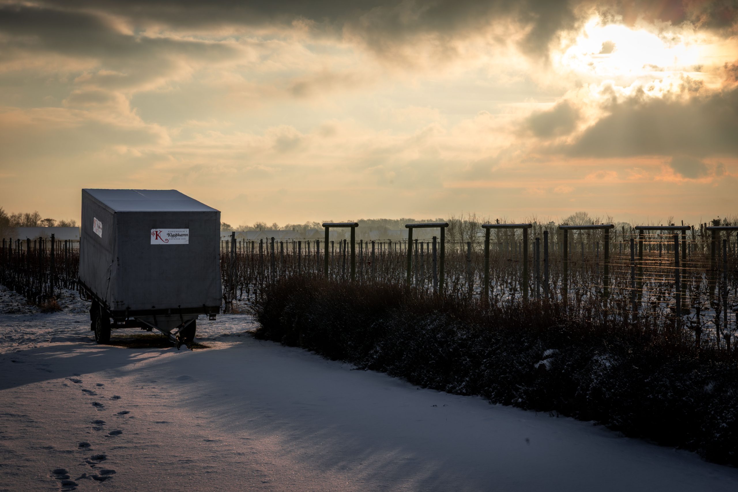 Vingården i Klagshamn öppnar gårdsbutik